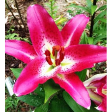 Лилия восточная Entertainer (Энтертейнер) 3шт. в упаковке