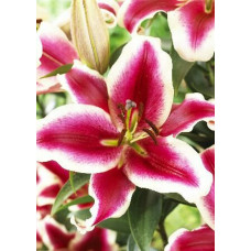 Лилия Miss Marple (Мисс Марпл) 3шт. в упаковке