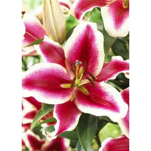 Лилия Miss Marple (Мисс Марпл) 3шт. в упаковке Лилия Miss Marple (Мисс Марпл) 3шт. в упаковке