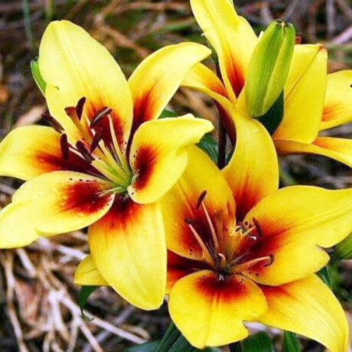 Лилия биколор азиатская Grand Cru (Гранд Крю) 3шт. в упаковке Лилия биколор азиатская Grand Cru (Гранд Крю) 3шт. в упаковке