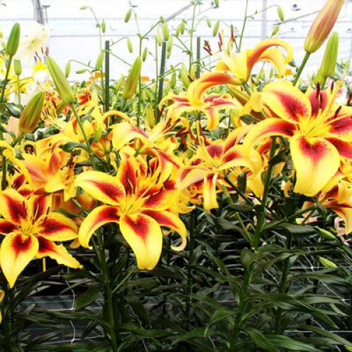 Лилия АОА гибрид Viva la Vida (Вива ла Вида) 3шт. в упаковке Лилия АОА гибрид Viva la Vida (Вива ла Вида) 3шт. в упаковке