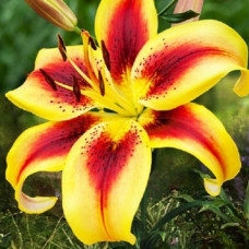 Лилия АОА гибрид Viva la Vida (Вива ла Вида) 3шт. в упаковке