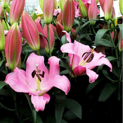 Лилия ОТ гибрид Gracefull (Грейсфул) 3шт. в упаковке Лилия ОТ гибрид Gracefull (Грейсфул) 3шт. в упаковке