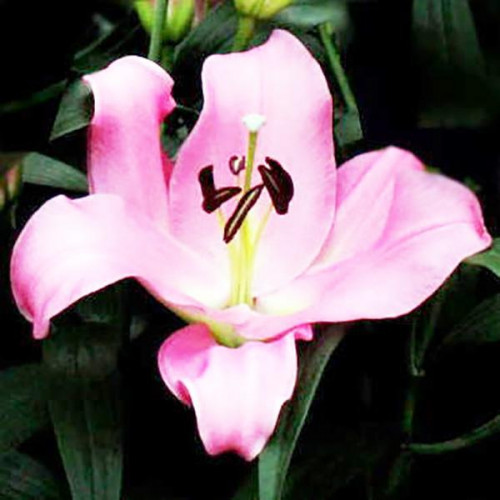 Лилия ОТ гибрид Gracefull (Грейсфул) 3шт. в упаковке Лилия ОТ гибрид Gracefull (Грейсфул) 3шт. в упаковке