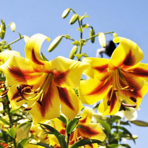 Лилия ОТ гибрид Robert Swanson (Роберт Свонсон) 3шт. в упаковке Лилия ОТ гибрид Robert Swanson (Роберт Свонсон) 3шт. в упаковке