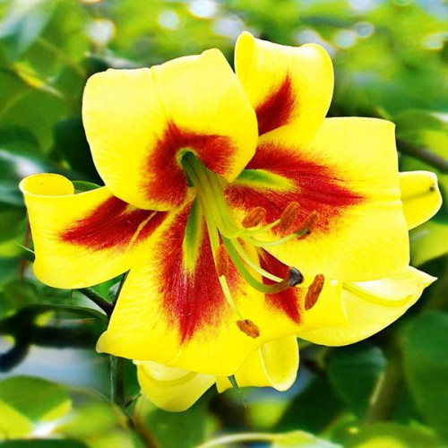 Лилия ОТ гибрид Robert Swanson (Роберт Свонсон) 3шт. в упаковке Лилия ОТ гибрид Robert Swanson (Роберт Свонсон) 3шт. в упаковке