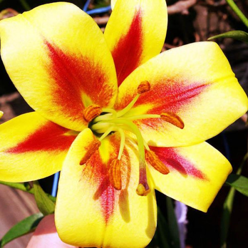 Лилия ОТ гибрид Robert Swanson (Роберт Свонсон) 3шт. в упаковке Лилия ОТ гибрид Robert Swanson (Роберт Свонсон) 3шт. в упаковке