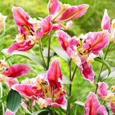 Лилия восточная Parrot Pink Cariba (Пинк Пэррот Карриба) 3шт. в упаковке