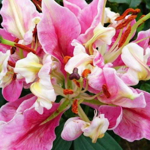 Лилия восточная Parrot Pink Cariba (Пинк Пэррот Карриба) 3шт. в упаковке Лилия восточная Parrot Pink Cariba (Пинк Пэррот Карриба) 3шт. в упаковке