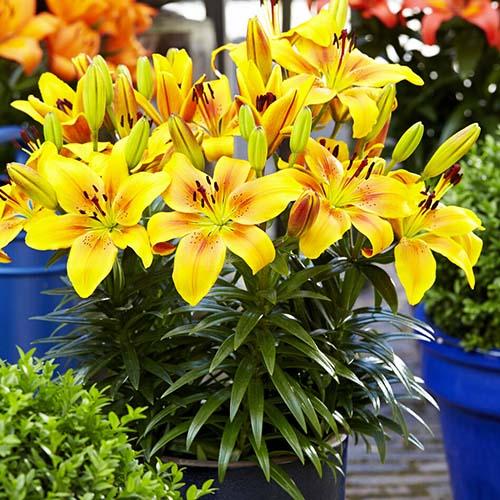 Лилия азиатская Golden Joy (Голден Джой) 3шт. в упаковке Лилия азиатская Golden Joy (Голден Джой) 3шт. в упаковке