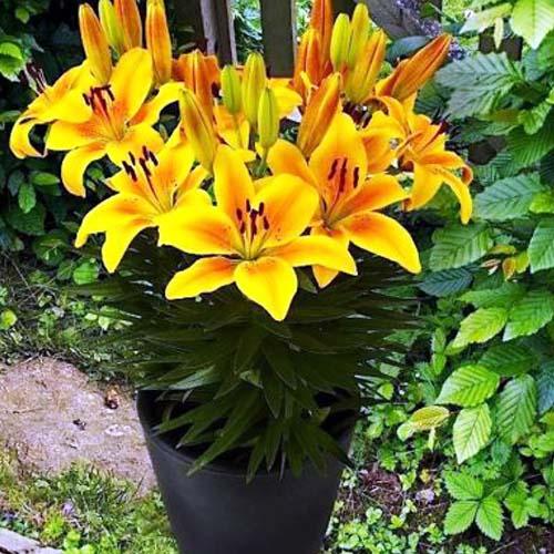 Лилия азиатская Golden Joy (Голден Джой) 3шт. в упаковке Лилия азиатская Golden Joy (Голден Джой) 3шт. в упаковке