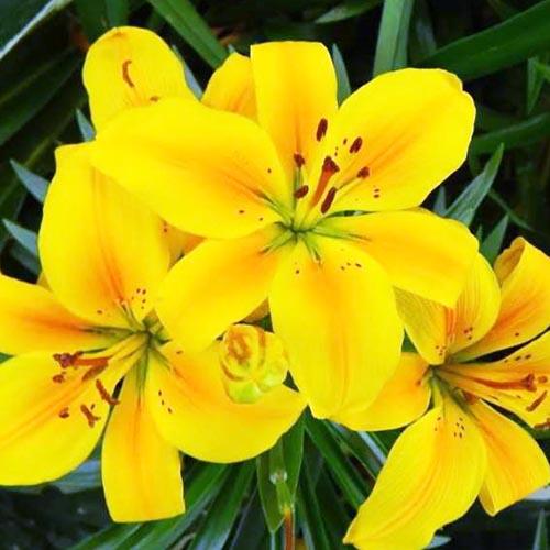 Лилия азиатская Golden Joy (Голден Джой) 3шт. в упаковке Лилия азиатская Golden Joy (Голден Джой) 3шт. в упаковке