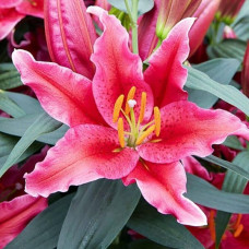 Лилия восточная Amazing Grace (Эмейзинг Грейс) 3шт. в упаковке