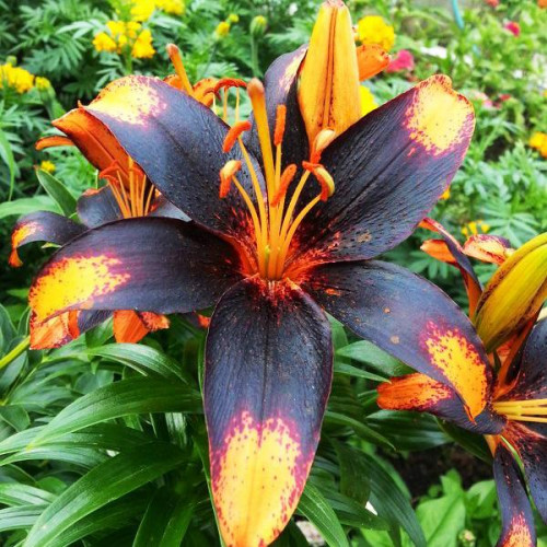 Лилия азиатская Paris Heart (Париж Харт) 3шт. в упаковке Лилия азиатская Paris Heart (Париж Харт) 3шт. в упаковке