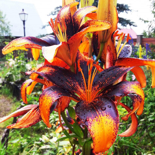 Лилия азиатская Paris Heart (Париж Харт) 3шт. в упаковке Лилия азиатская Paris Heart (Париж Харт) 3шт. в упаковке