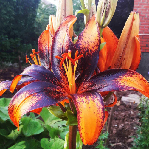 Лилия азиатская Paris Heart (Париж Харт) 3шт. в упаковке Лилия азиатская Paris Heart (Париж Харт) 3шт. в упаковке