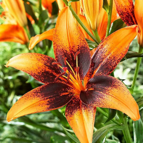 Лилия азиатская Paris Heart (Париж Харт) 3шт. в упаковке Лилия азиатская Paris Heart (Париж Харт) 3шт. в упаковке