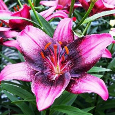 Лилия танго азиатская Purple Dream (Пурпл Дрим) 3шт. в упаковке