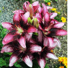 Лилия танго азиатская Purple Dream (Пурпл Дрим) 3шт. в упаковке Лилия танго азиатская Purple Dream (Пурпл Дрим) 3шт. в упаковке