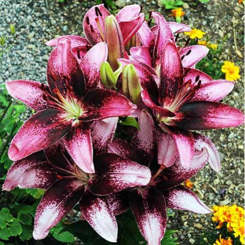 Лилия танго азиатская Purple Dream (Пурпл Дрим) 3шт. в упаковке Лилия танго азиатская Purple Dream (Пурпл Дрим) 3шт. в упаковке