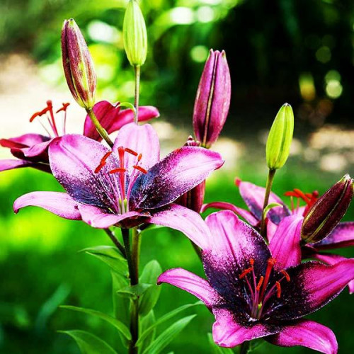 Лилия танго азиатская Purple Dream (Пурпл Дрим) 3шт. в упаковке Лилия танго азиатская Purple Dream (Пурпл Дрим) 3шт. в упаковке