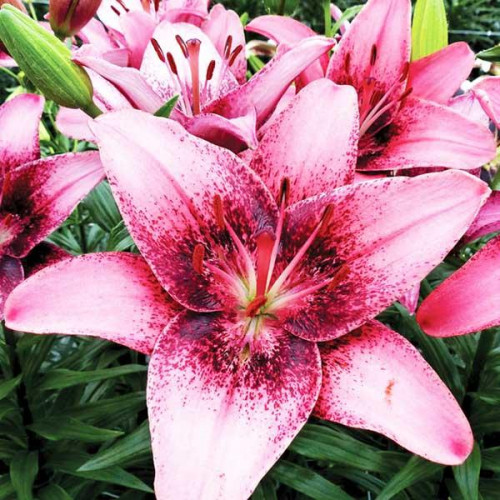 Лилия танго азиатская Purple Dream (Пурпл Дрим) 3шт. в упаковке Лилия танго азиатская Purple Dream (Пурпл Дрим) 3шт. в упаковке