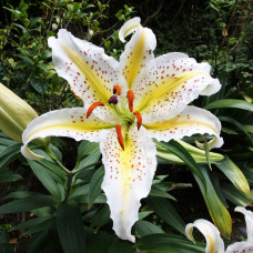 Лилия восточная Auratum Gold Band (Аур. Голд Бенд) 3шт. в упаковке