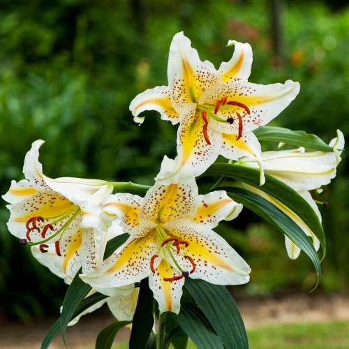 Лилия восточная Auratum Gold Band (Аур. Голд Бенд) 3шт. в упаковке Лилия восточная Auratum Gold Band (Аур. Голд Бенд) 3шт. в упаковке