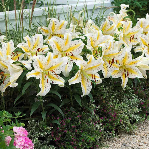 Лилия восточная Auratum Gold Band (Аур. Голд Бенд) 3шт. в упаковке Лилия восточная Auratum Gold Band (Аур. Голд Бенд) 3шт. в упаковке