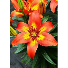 Лилия Бернинг Джой 3шт. в упаковке