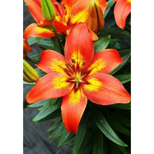 Лилия Бернинг Джой 3шт. в упаковке Лилия Бернинг Джой 3шт. в упаковке