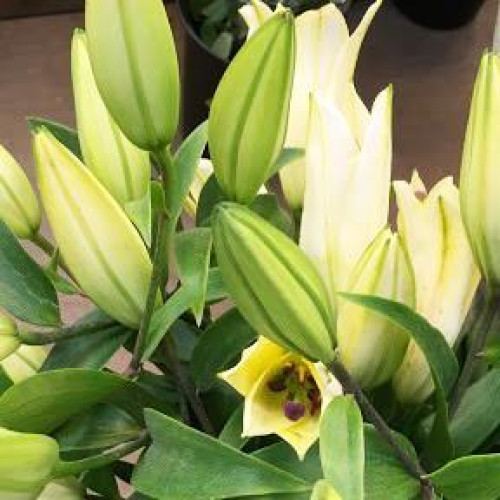 Лилия азиатская P413 (TA 7090-575) (P413) 3шт. в упаковке Лилия азиатская P413 (TA 7090-575) (P413) 3шт. в упаковке