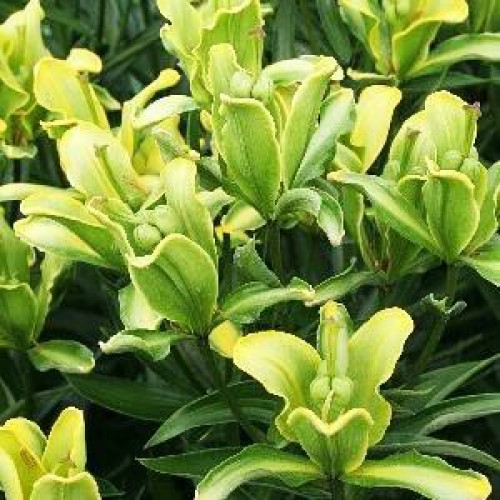 Лилия азиатская P413 (TA 7090-575) (P413) 3шт. в упаковке Лилия азиатская P413 (TA 7090-575) (P413) 3шт. в упаковке