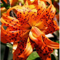 Лилия тигровая Flore Pleno (Флора Плена) 3шт. в упаковке