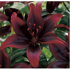 Лилия  Mapira (Мапира) 3шт. в упаковке