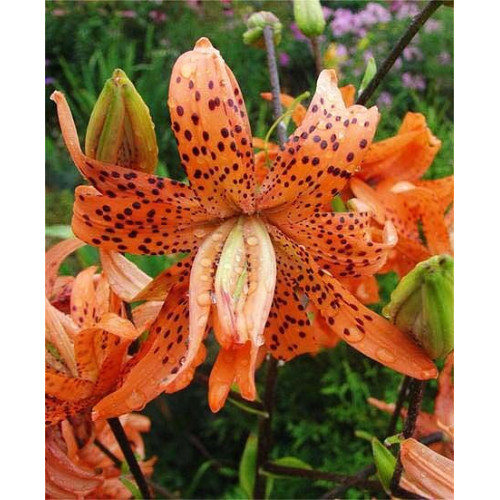 Лилия Flore Pleno 3шт. в упаковке Лилия Flore Pleno 3шт. в упаковке