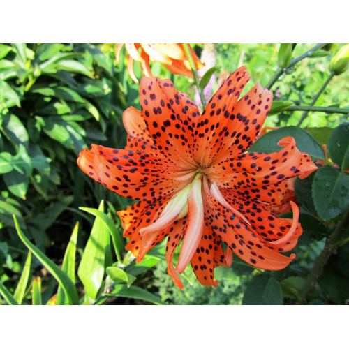 Лилия Flore Pleno 3шт. в упаковке Лилия Flore Pleno 3шт. в упаковке