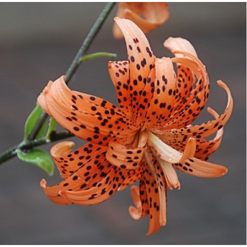 Лилия Flore Pleno 3шт. в упаковке Лилия Flore Pleno 3шт. в упаковке