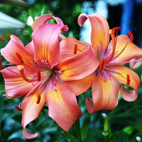 Лилия Salmon Flavour (Салмон Флейвоур) 3шт. в упаковке Лилия Salmon Flavour (Салмон Флейвоур) 3шт. в упаковке