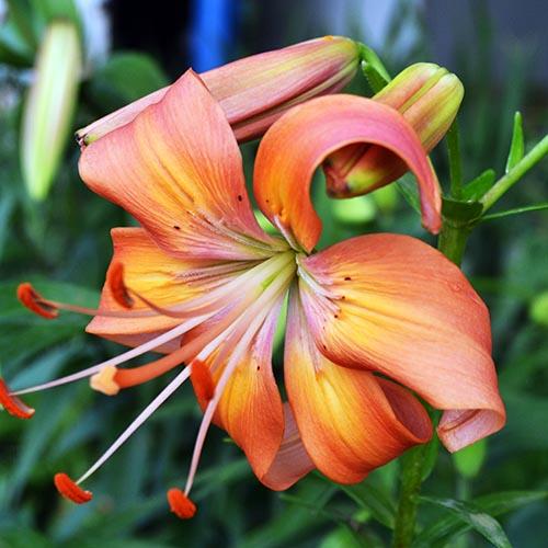 Лилия Salmon Flavour (Салмон Флейвоур) 3шт. в упаковке Лилия Salmon Flavour (Салмон Флейвоур) 3шт. в упаковке