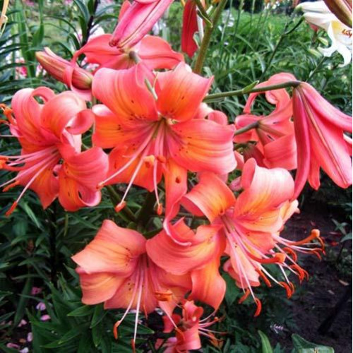 Лилия Salmon Flavour (Салмон Флейвоур) 3шт. в упаковке Лилия Salmon Flavour (Салмон Флейвоур) 3шт. в упаковке