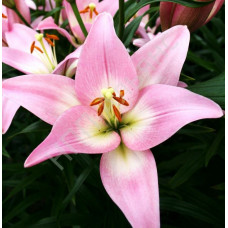 Лилия Парти Диамонд 3шт. в упаковке