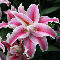 Лилия махровая восточная Distant Drum (Дистант Драм) 3шт. в упаковке