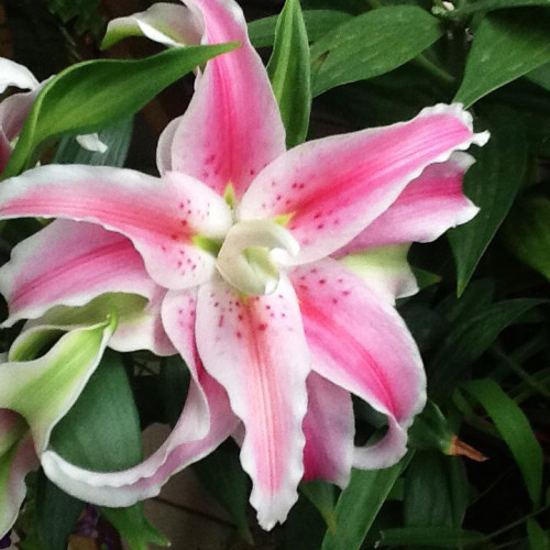 Лилия махровая восточная Distant Drum (Дистант Драм) 3шт. в упаковке Лилия махровая восточная Distant Drum (Дистант Драм) 3шт. в упаковке