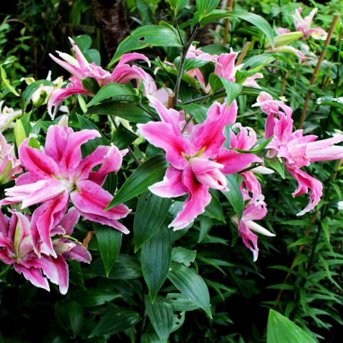 Лилия махровая восточная Distant Drum (Дистант Драм) 3шт. в упаковке Лилия махровая восточная Distant Drum (Дистант Драм) 3шт. в упаковке