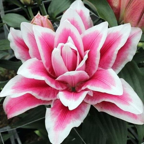 Лилия махровая восточная Roselily Olympia (Розели Олимпия) 3шт. в упаковке Лилия махровая восточная Roselily Olympia (Розели Олимпия) 3шт. в упаковке