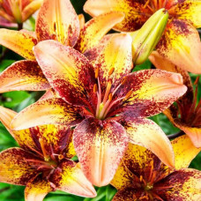 Лилия биколор азиатская Tribal Dance (Трибал Данс) 3шт. в упаковке