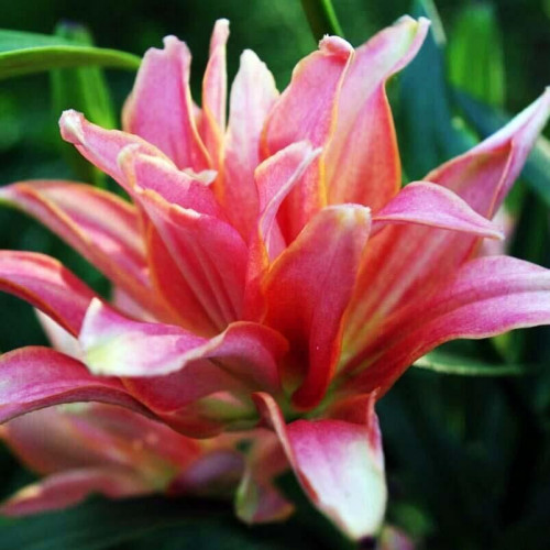 Лилия азиатская Aphrodite (Афродита) 3шт. в упаковке Лилия азиатская Aphrodite (Афродита) 3шт. в упаковке