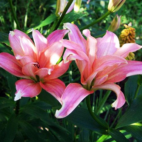 Лилия азиатская Aphrodite (Афродита) 3шт. в упаковке Лилия азиатская Aphrodite (Афродита) 3шт. в упаковке