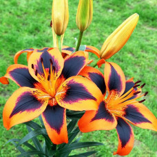 Лилия азиатская Easy Samba (Изи Самба) 3шт. в упаковке